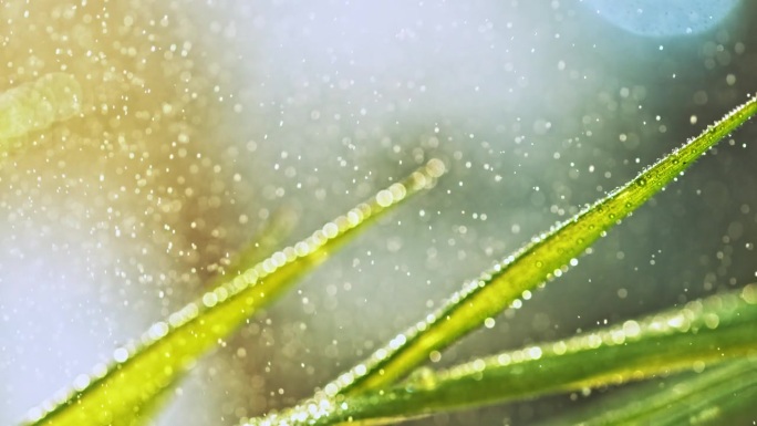 阳光下雨水落在草叶上