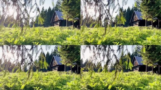 云杉林林地边缘有古老的木制乡村小屋。透过洒满温暖阳光的针叶树枝。荒野之美4K概念视频。