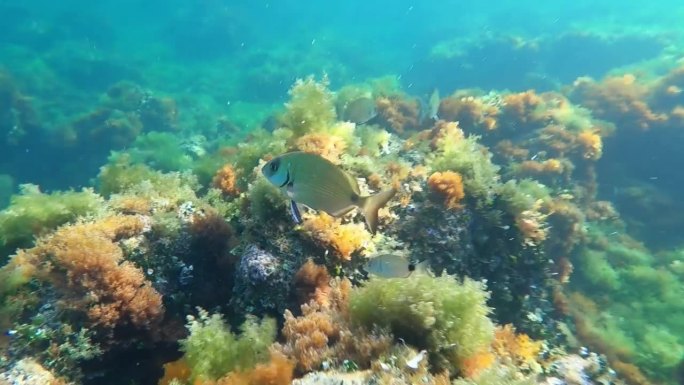西班牙阿利坎特海底的梁龙目鱼类