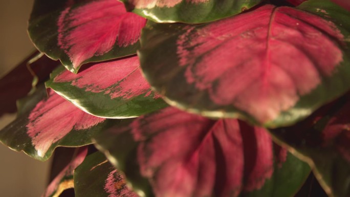 特写，DOF:清洁空气的热带室内植物的美丽的彩色叶子