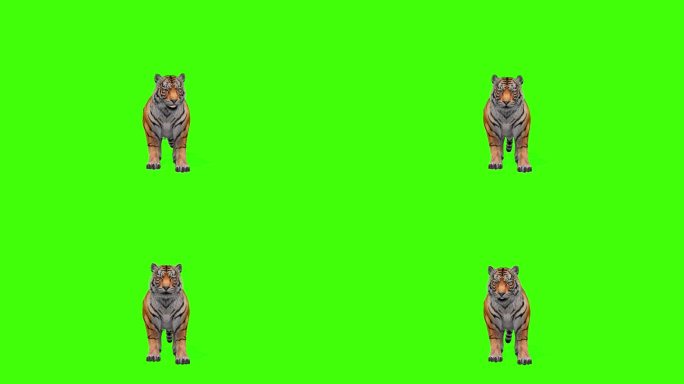 黑豹底格里斯河在绿色屏幕上的4k动画可以改变背景