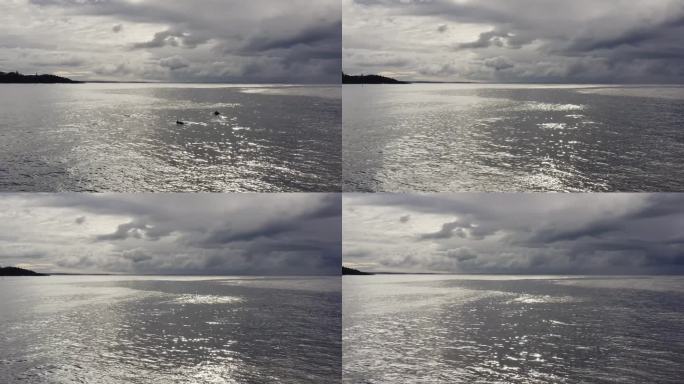 一群宽吻海豚在海洋表面的金色光线中跳跃，背景是戏剧性的风暴云