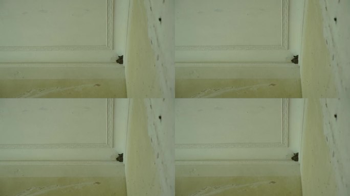 燕子坐在旧房间的角落里筑巢，飞走了。