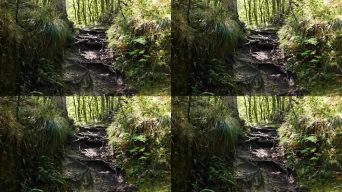 夏日雨林中古老树根和蕨类植物的神秘山径