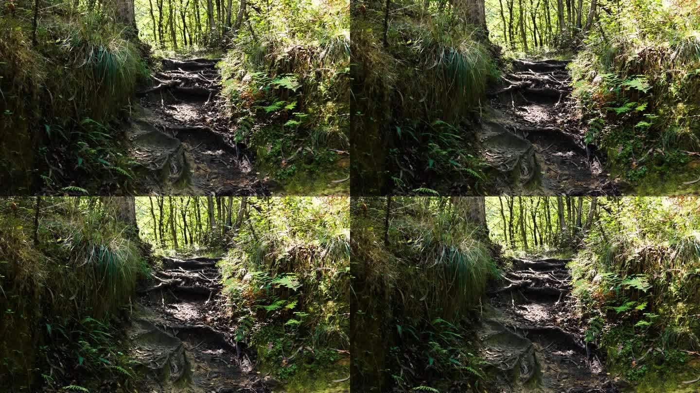 夏日雨林中古老树根和蕨类植物的神秘山径
