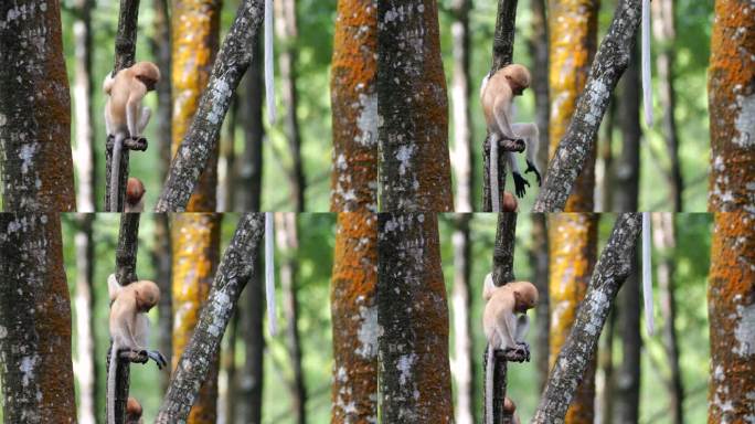 在印尼的塔拉干，一只小长鼻猴坐在红树林的树上
