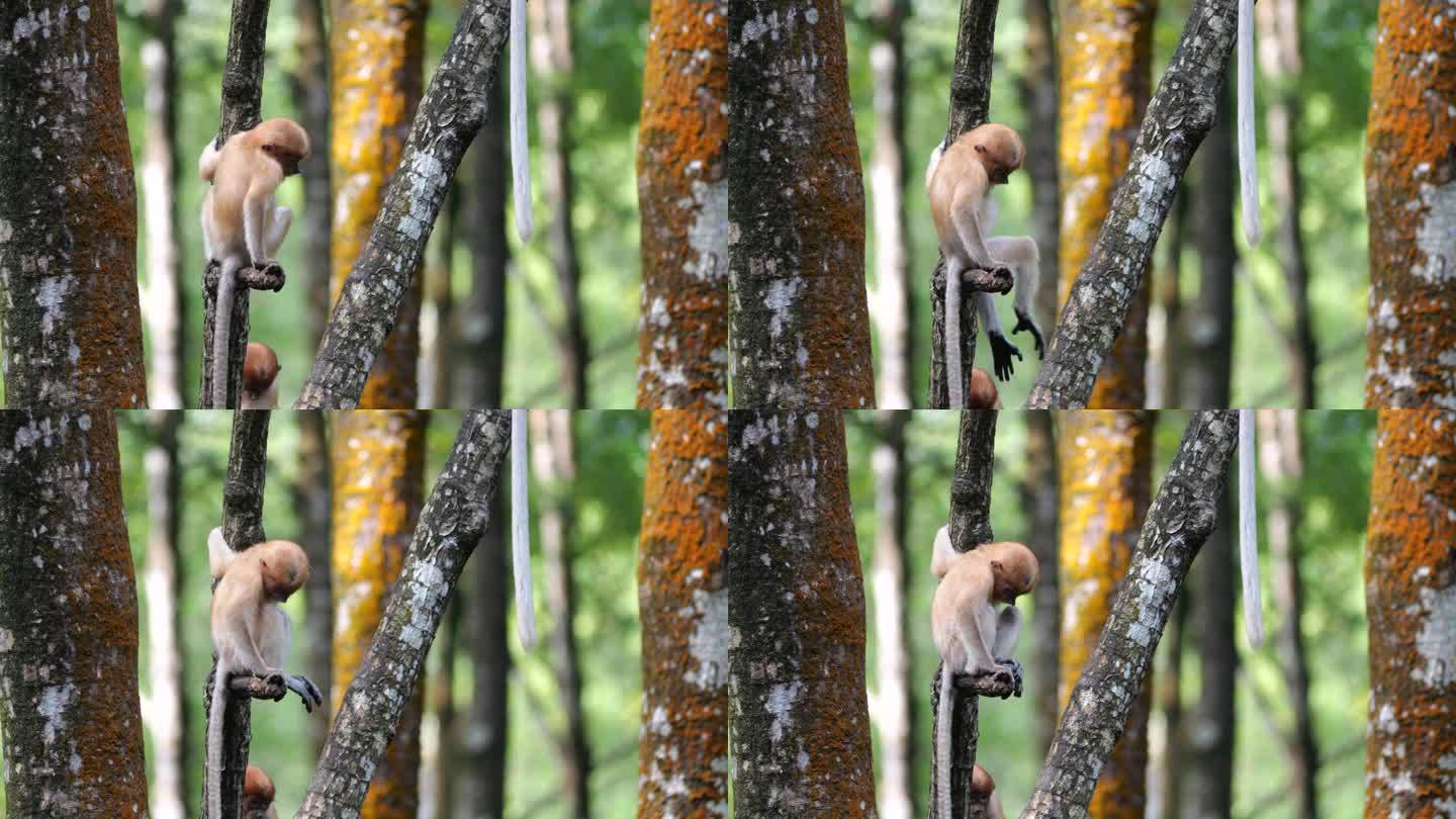 在印尼的塔拉干，一只小长鼻猴坐在红树林的树上