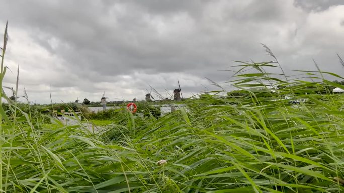 荷兰标志性的风车和运河系统前，高大的草地随风飘扬