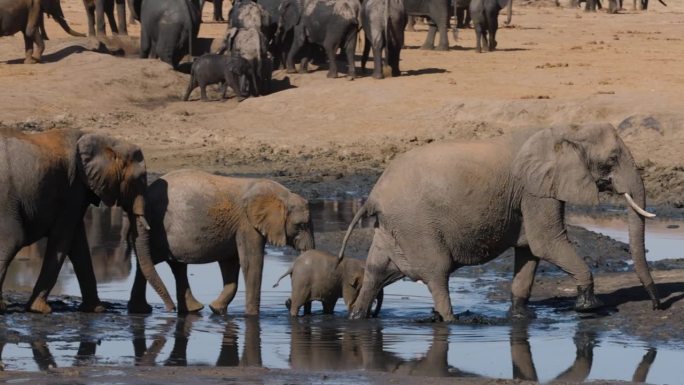 特写镜头。一大群大象在水坑边。妈妈，幼崽和可爱的幼崽离开了