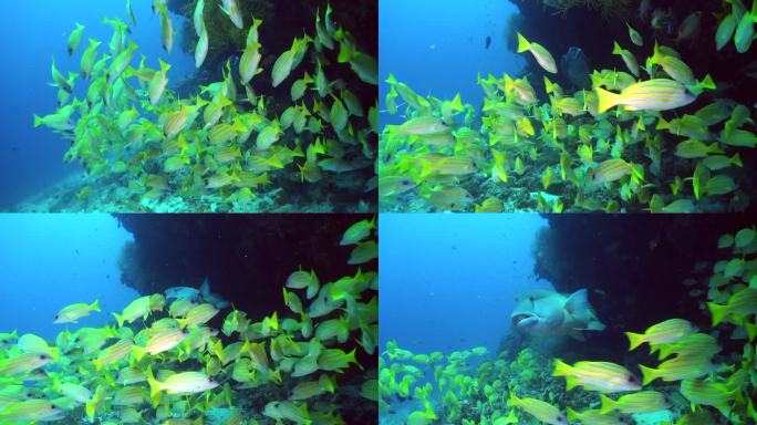 拿破仑鱼在珊瑚礁上穿过一大群鲷鱼。