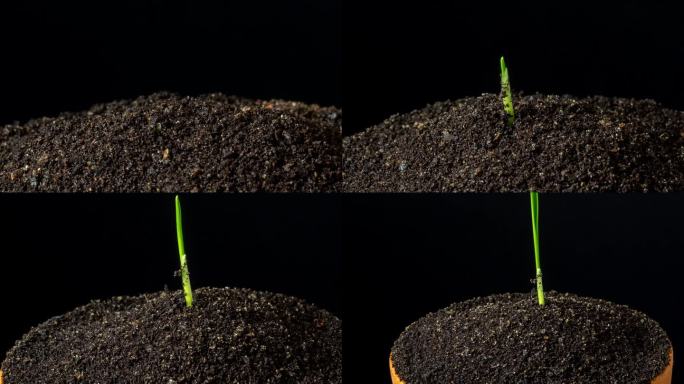 单草小麦生长和旋转从地球在黑色背景，延时放大视频4K分辨率剪辑。