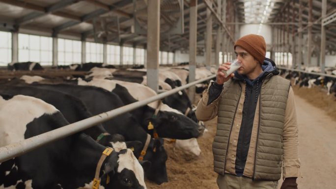 喝牛奶的男农民外国人喝奶养牛场实拍