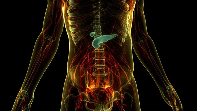 人体内脏胰腺与胆囊解剖动画概念