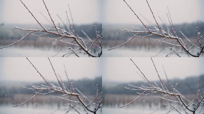 白雪落在以葡萄园为背景的田野中央的树枝上