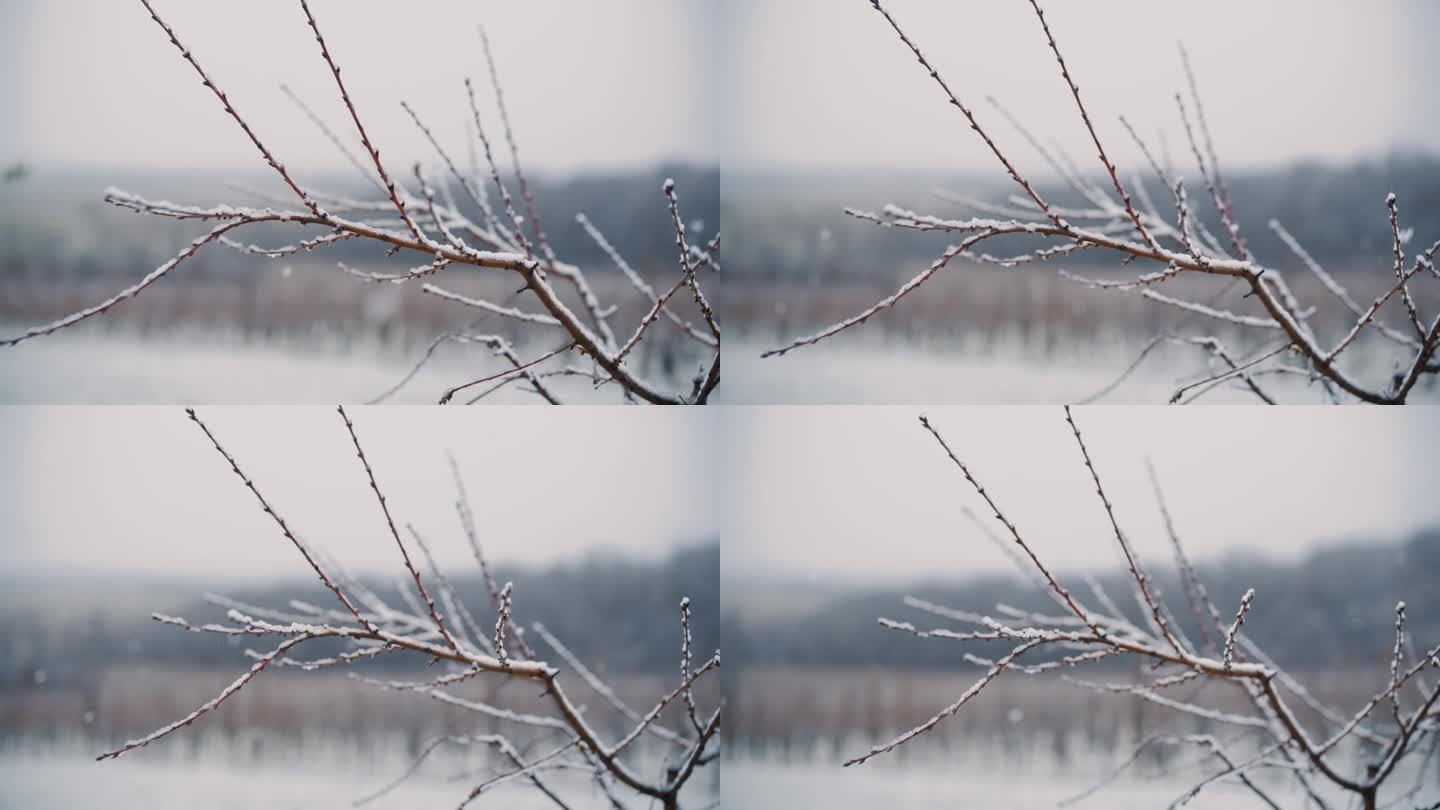 白雪落在以葡萄园为背景的田野中央的树枝上