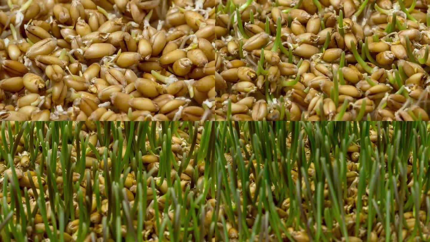 小麦从种子开始生长的4k延时。由种子生长的小麦。缩放时间推移在16:9的比例手机和社交媒体准备。