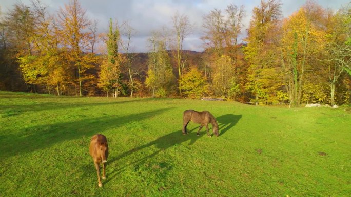 航拍:美丽的秋日乡村，两匹马在草地上吃草