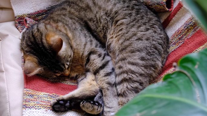 猫咪在绿色的家靠近盆栽植物灯盏花的椅子上以一个有趣的姿势快速甜蜜地睡着了