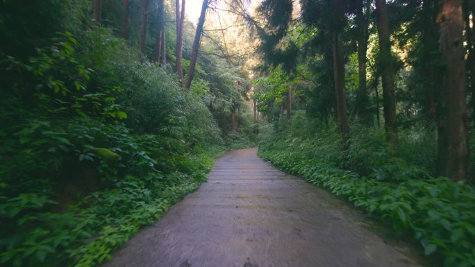 在森林的道路上前进