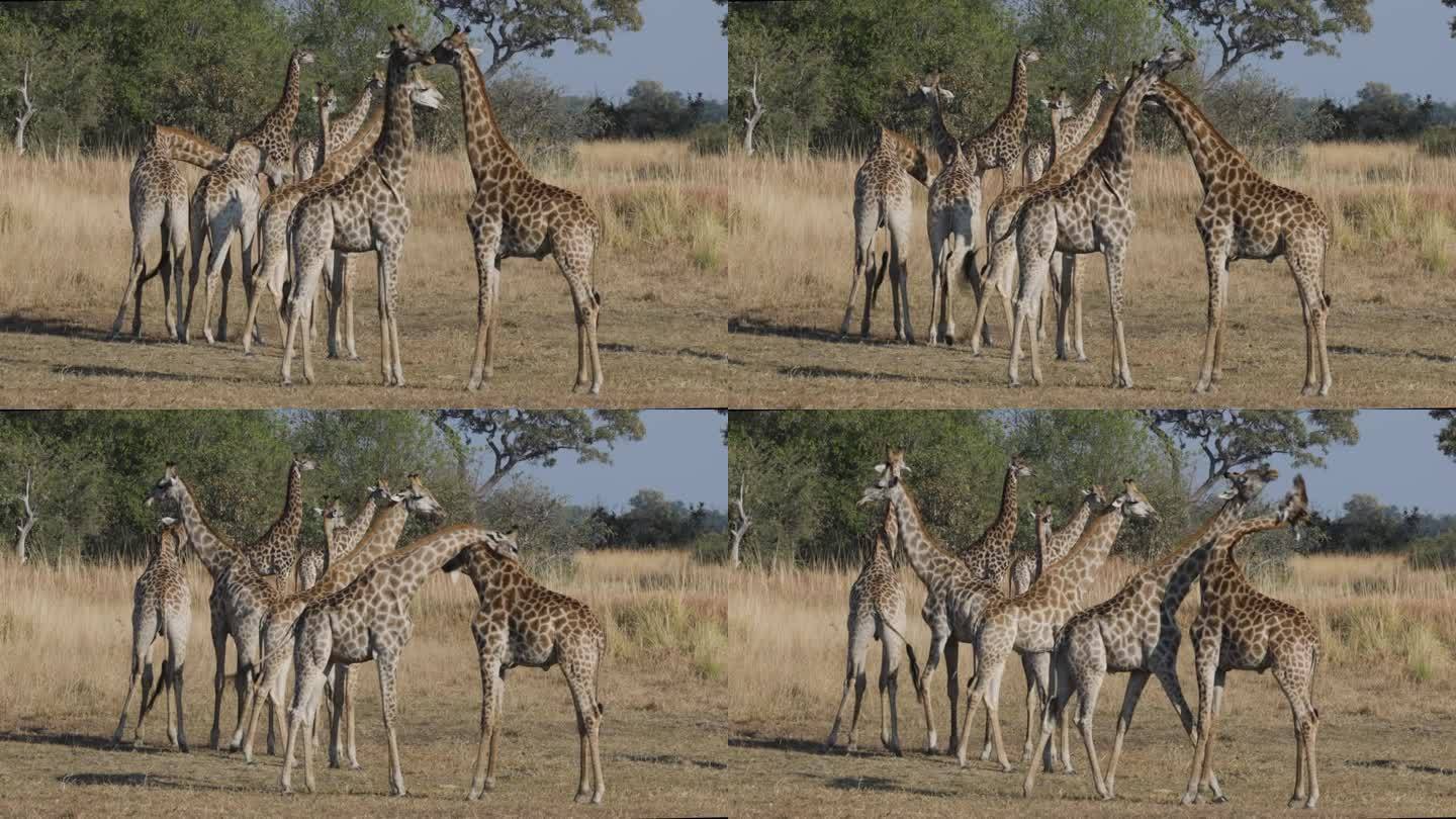 特写镜头。一群小长颈鹿。两只长颈鹿争权夺利