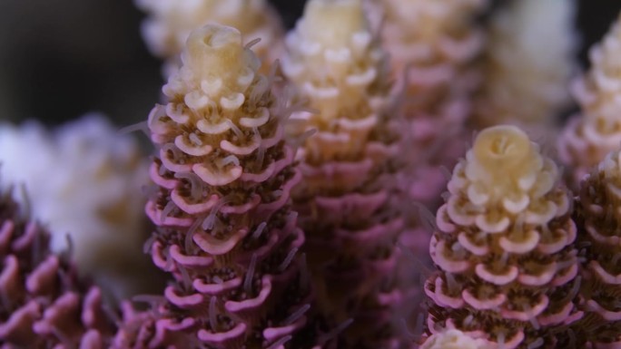 珊瑚枝宏。夜间的奇特珊瑚。