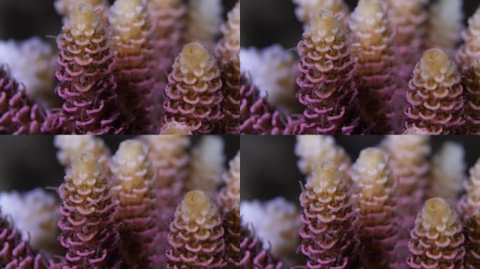 珊瑚枝宏。夜间的奇特珊瑚。