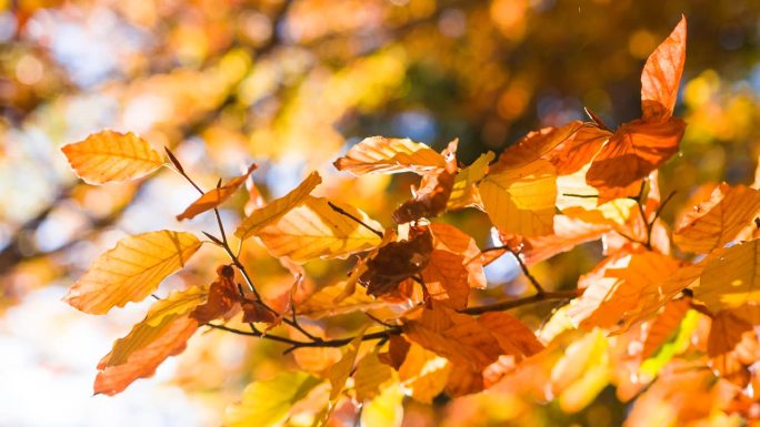 秋天黄色和橙色树叶的特写
