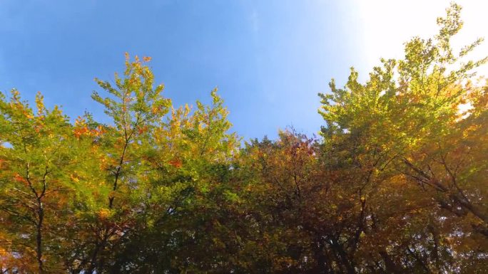 穿过秋天的森林，阳光透过五彩缤纷的树叶