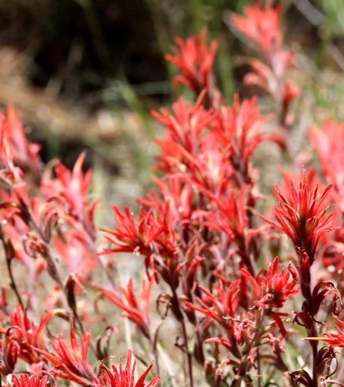 Castilleja Applegatei Pinetorum Bloom - San Emigdi