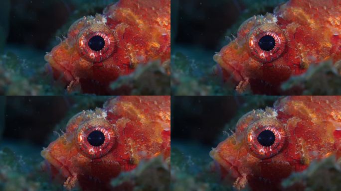 珊瑚礁蝎子鱼特写