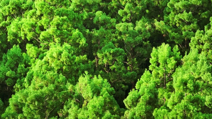 中国广东大湾区特有树种水松林航拍4k