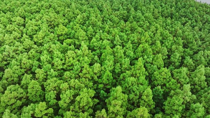 中国广东大湾区特有树种水松林航拍4k