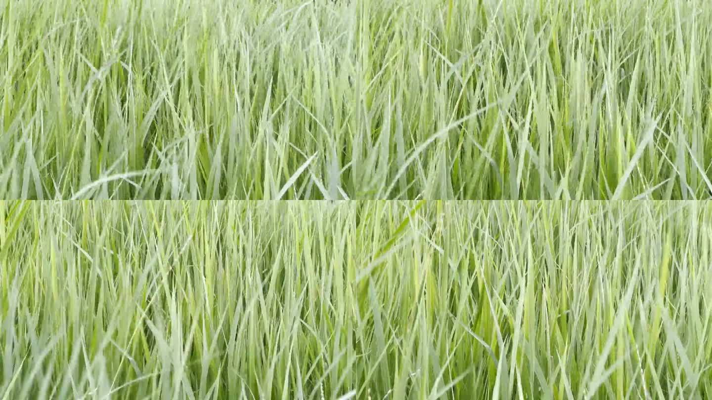 长长的草在风中摇曳——一个美丽而宁静的场景，唤起了宁静和平静的感觉。