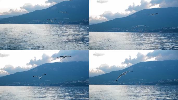 一群海鸥从船上飞过，在波浪上盘旋。