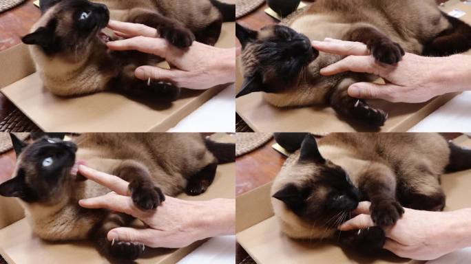 暹罗猫玩俏皮可爱咀嚼咬手的手指