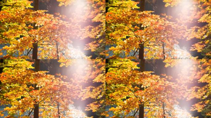 秋天，树枝上五颜六色的叶子在风中飞舞
