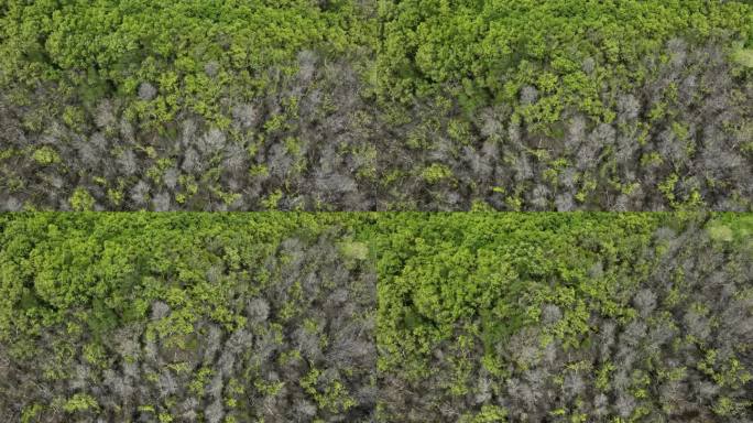 摘要航拍视频红树林与生活和死树之间的对比色，坚江省