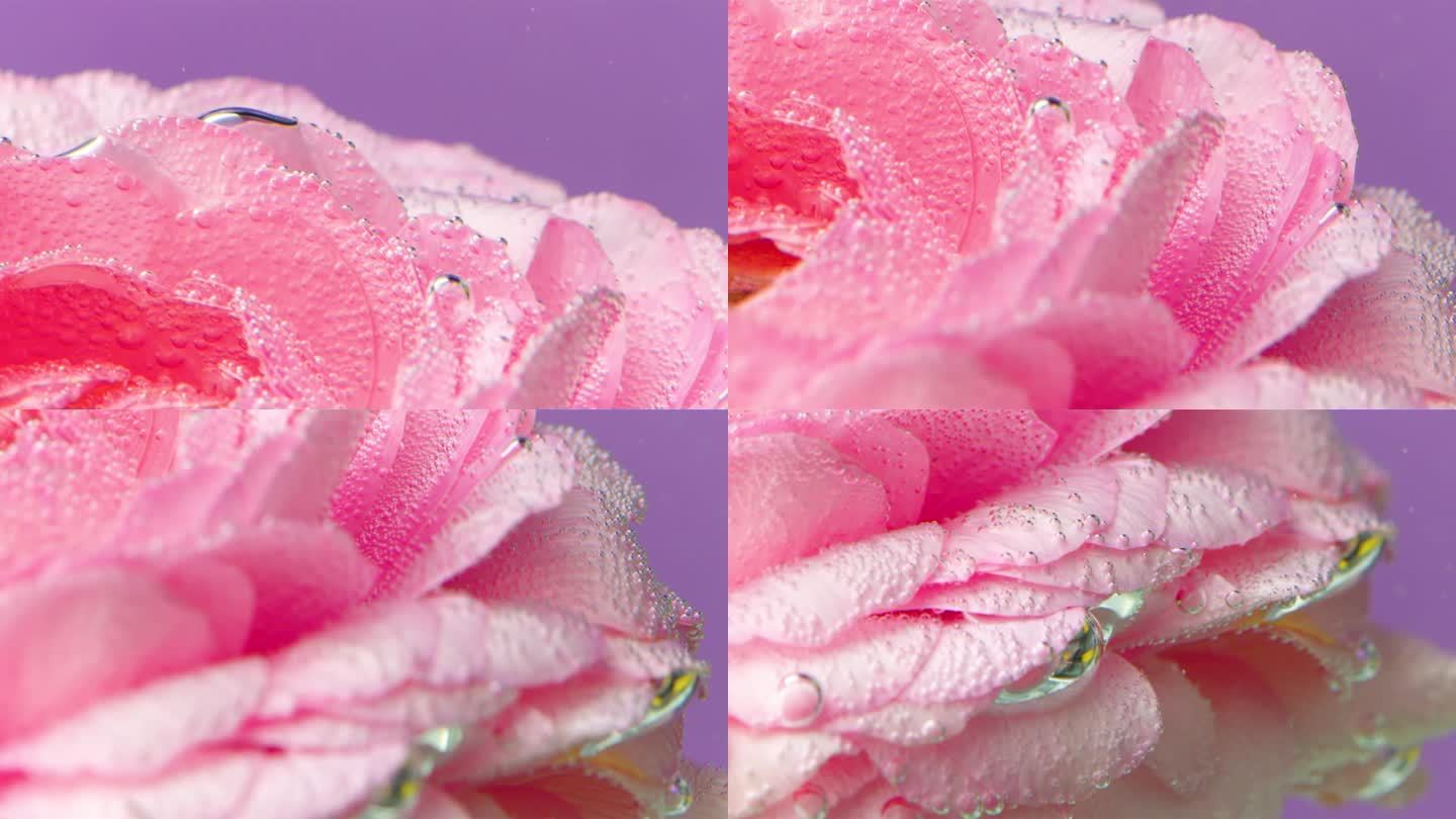 玫瑰花瓣上气泡的特写。资料片。水中娇嫩的粉色玫瑰花瓣。一次放入有氧气气泡的干净的水中