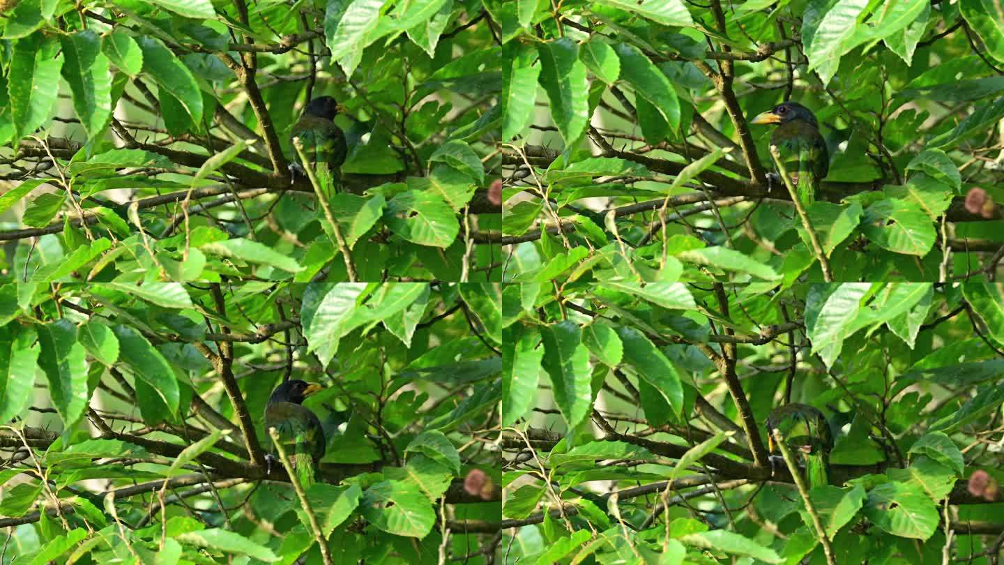 树枝上的啄木鸟幼鸟