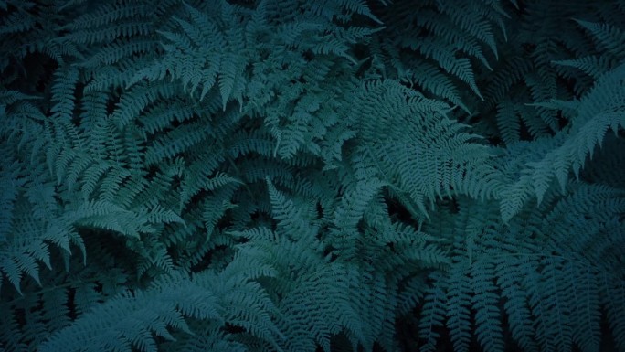 在黑暗的森林里，蕨类植物在微风中移动