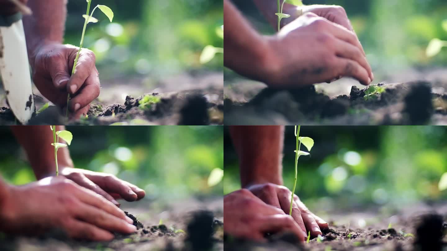 画面左上方中央的两只手正在向新鲜的土壤中播种幼苗