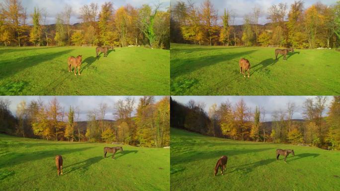 航拍:阳光明媚的秋天早晨，两匹马在牧场上吃草