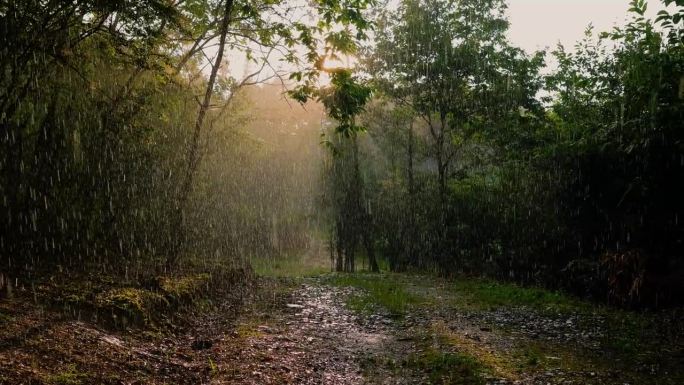 雨中的阳光森林雨中的阳光森林下雨
