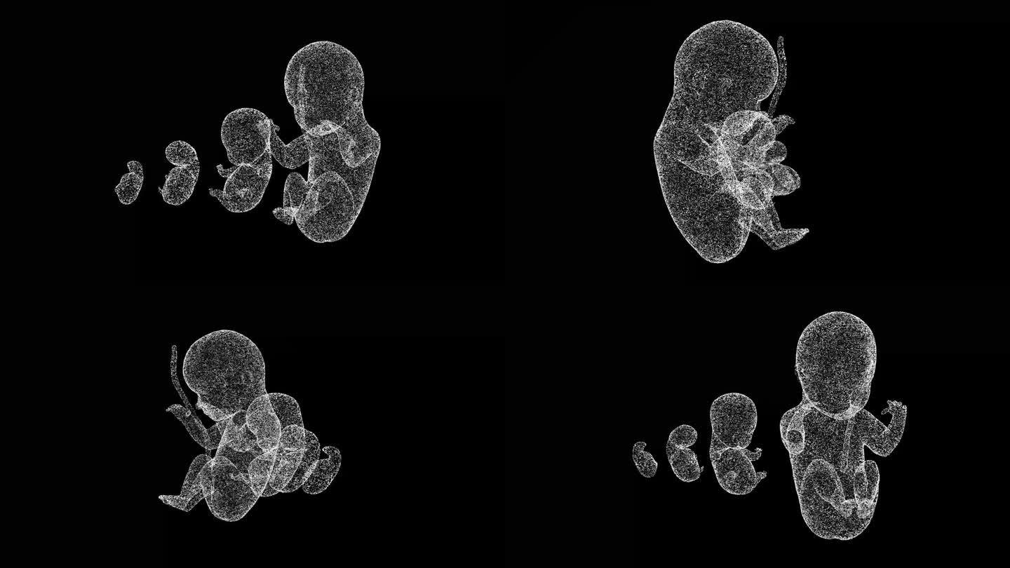3D人类胚胎在黑色bg上旋转。人类胚胎的发育。物体溶解了闪烁的微粒。科学的医学理念。用于标题，文本，
