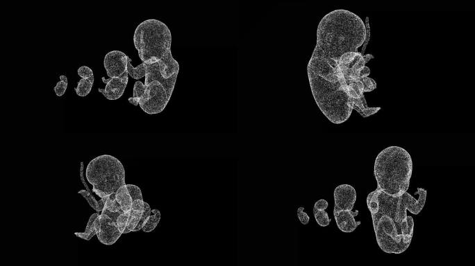 3D人类胚胎在黑色bg上旋转。人类胚胎的发育。物体溶解了闪烁的微粒。科学的医学理念。用于标题，文本，