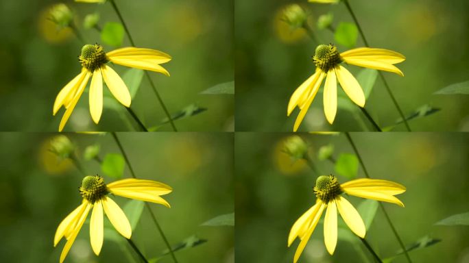 山中夏季森林里的树莓