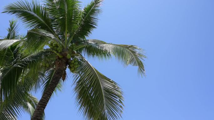 椰树的叶子在蓝天上缓慢摆动，美丽的自然背景