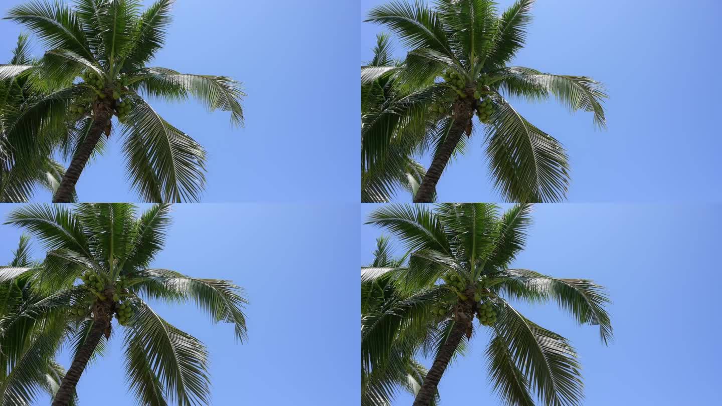 椰树的叶子在蓝天上缓慢摆动，美丽的自然背景