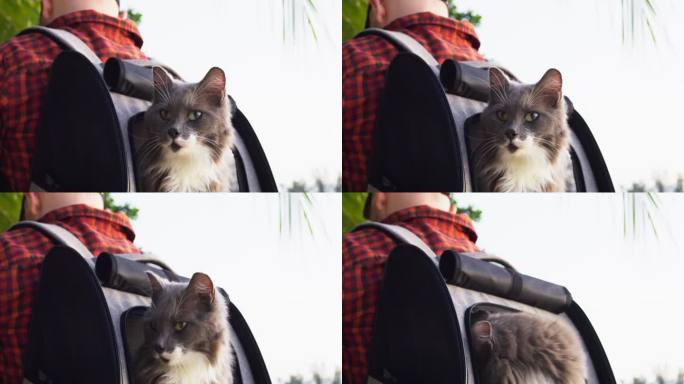 猫藏在主人肩上的旅行背包里。电影视频猫在背包里旅行，有一个打开的窗户供观看。带着你的宠物旅行，背包上