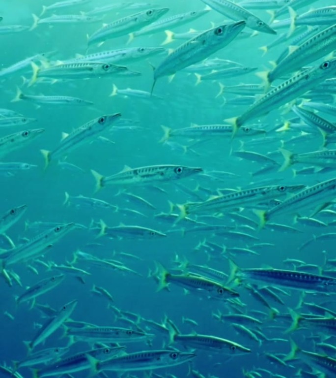 近距离观察，一大群梭鱼在明亮的阳光下平静地漂浮在蓝色的海洋上